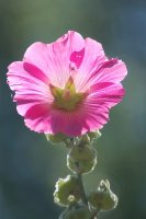 Pink hollyhock lit from behind.