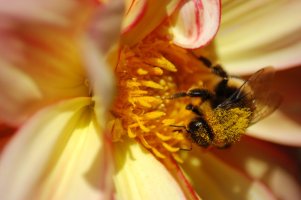 Bee on yellow Dahlia