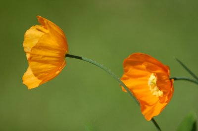 Two orange poppies with a green background