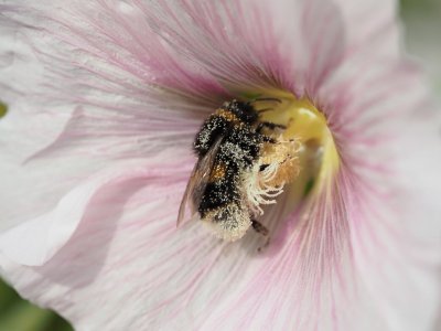 Bee covered in pollen on a Hollyhock