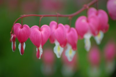 Bleeding hearts