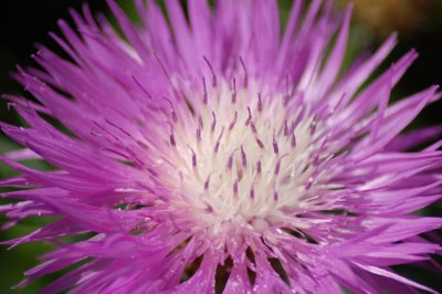 Purple Cactus Dahlia