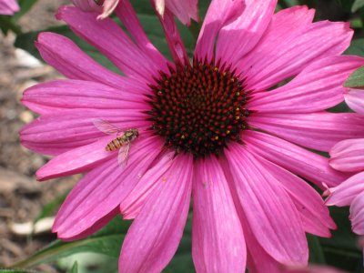 Wasp on a large purple flower.