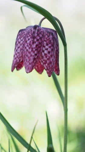 Purple and white checkered flower