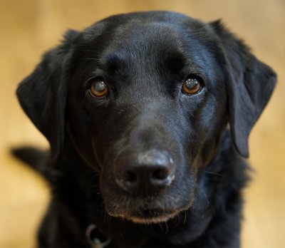 Black Labrador sitting ans staring at her human to get treats