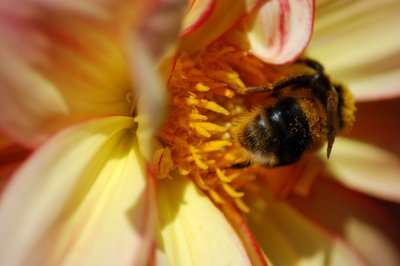 Bee on yellow Dahlia
