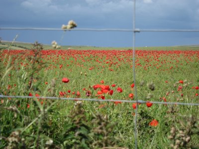 A field of Poppys behind a wire fence.