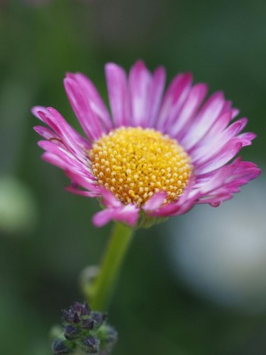 Small purple and white daisy