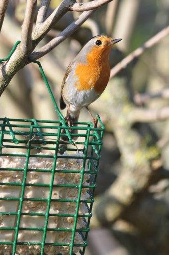 Robin on a bird feeder