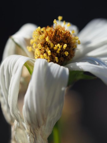 Dying white cosmos flower