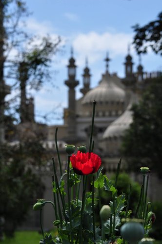 Red poppy in front of the Royal Pavilion