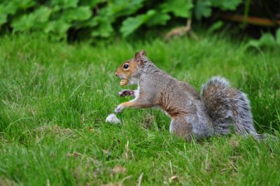 A squirrel eating nut on the grass