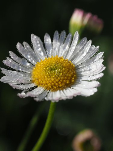Dew drops on a daisy.