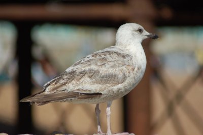 Seagull by the pier