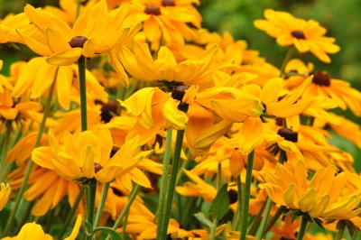 Lots of yellow daisys