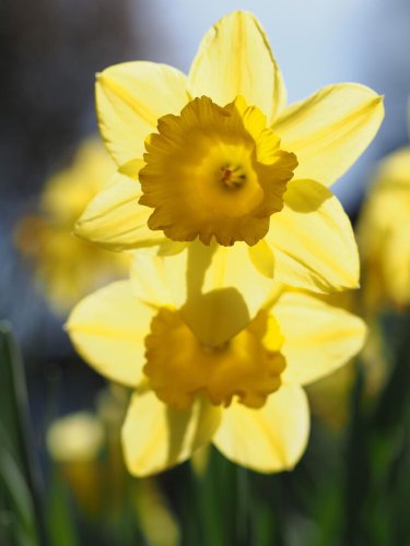 Backlit Daffodil