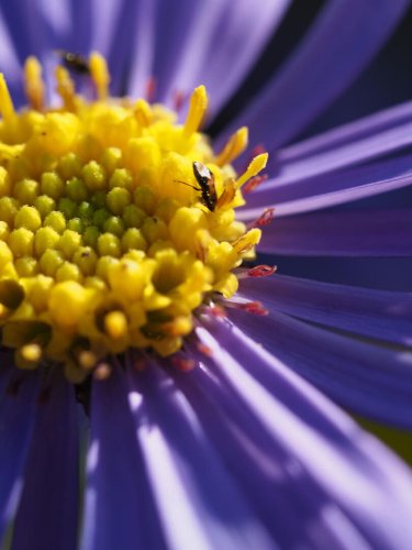 Purple Aster with bug on it