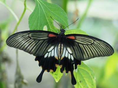 Large black swallowtail butterfly