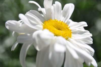 White daisy