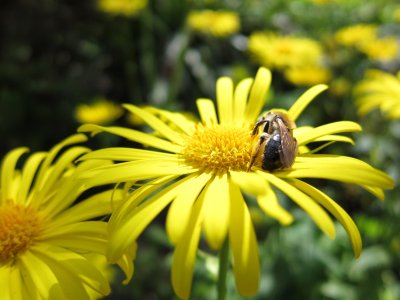 Bee on a yellow daisy