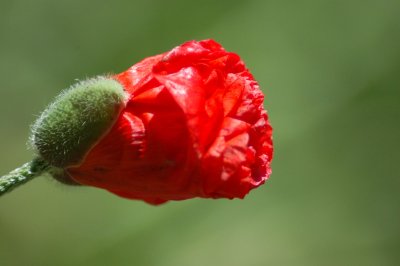 Red Poppy bud