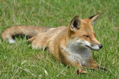 Large fox sunning herself on a lawn