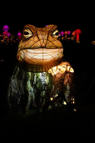 Glowing toad lantern