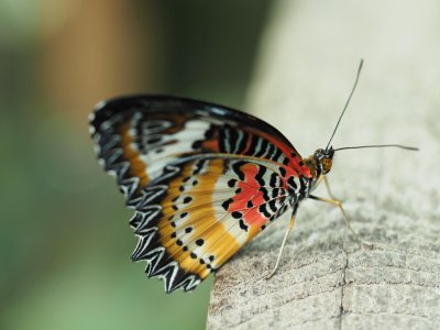 Leopard Lacewing butterfly on branch